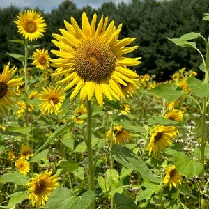 Meet your Posher, Annette